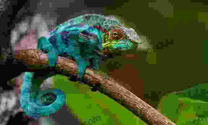 Image Of A Chameleon Changing Color To Match Its Surroundings Organism Adaptation And Competition Life Interactions Scientific Explorer For Third Graders Children S Environment