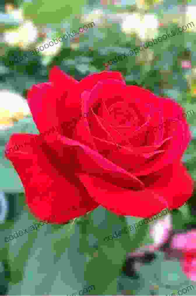 Image Of A Red Rose In Full Bloom Music Of A Distant Drum: Classical Arabic Persian Turkish And Hebrew Poems