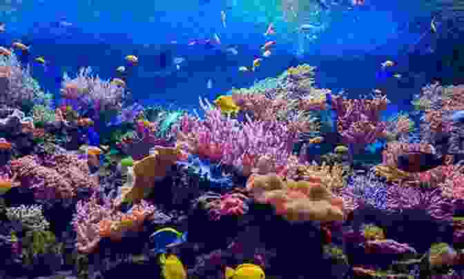 Image Of A Vibrant Reef Tank With Colorful Fish And Corals Set Up Your Own Saltwater Aquarium