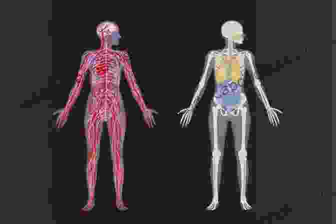 Intricate Illustration Of The Human Body, Showcasing The Interconnectedness Of Its Systems And The Beauty Of Its Form. This Is Your Body Anatomy And Physiology