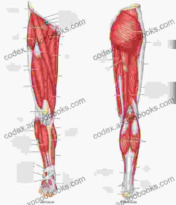 Limb Salvage Surgery Plastic Surgery: Volume 4: Trunk And Lower Extremity