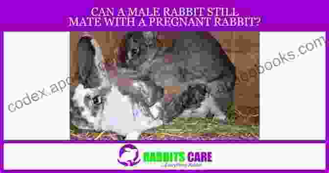 Mating And Pregnancy In Meat Rabbits RAISING MEAT RABBITS: HOUSING BREEDS NUTRITION BREEDING HEALTH