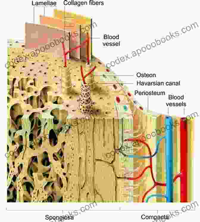 Microscopic Image Of Bone Structure The Science Of Bones 3rd Grade Textbook Children S Biology