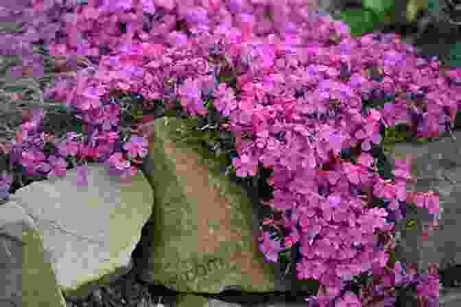 Moss Phlox Flowers Blooming In A Serene Forest, Casting A Soft Glow On The Surrounding Trees. Moss Phlox Beautiful World Escapes