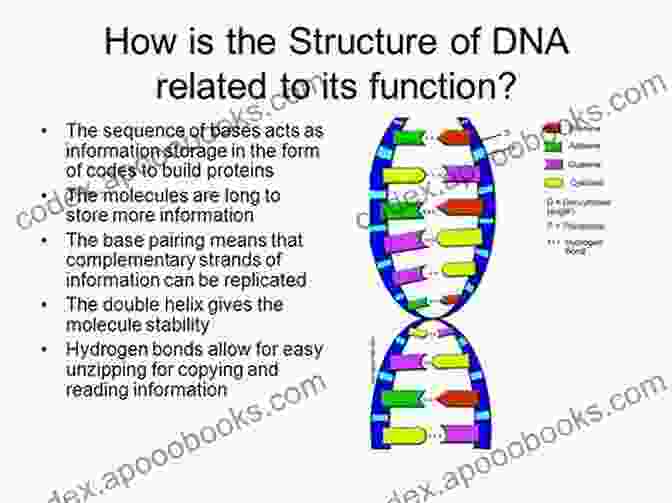 Nitrogen's Crucial Role In The Structure Of DNA And Proteins, Showcased In A Detailed Illustration Fun Facts About Nitrogen : Chemistry For Kids The Element Children S Chemistry