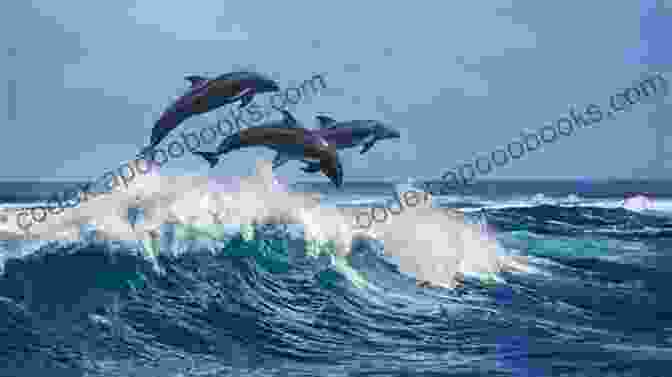 Pod Of Dolphins Leaping Out Of The Water Learning About Fish And Mammal Species Children S Fish Marine Life