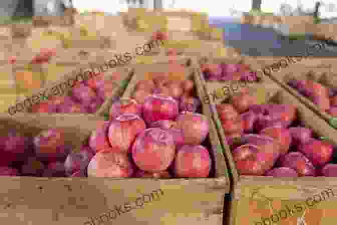 Rows Of Apple Trees Laden With Ripe Fruit In Aomori Prefecture Aomori Prefecture: A Photographic Journey