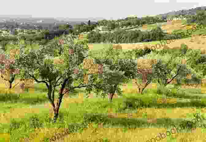 Serene View Of The Umbrian Hillside Dotted With Olive Groves Berlitz Pocket Guide Tuscany And Umbria (Travel Guide EBook)