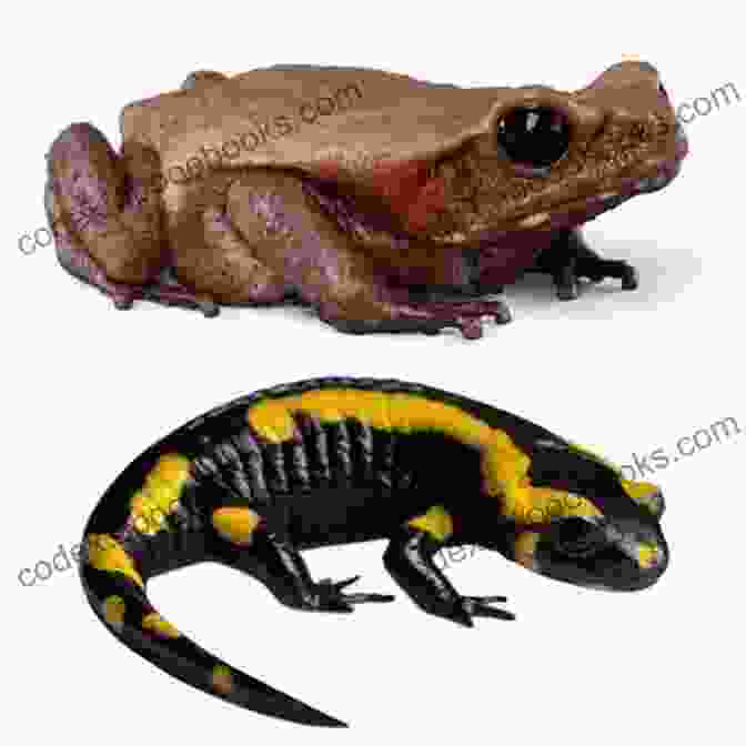 Variety Of Amphibians Including Frogs, Toads, Salamanders, And Newts What Are Amphibians? Animal Age 8 Children S Animal