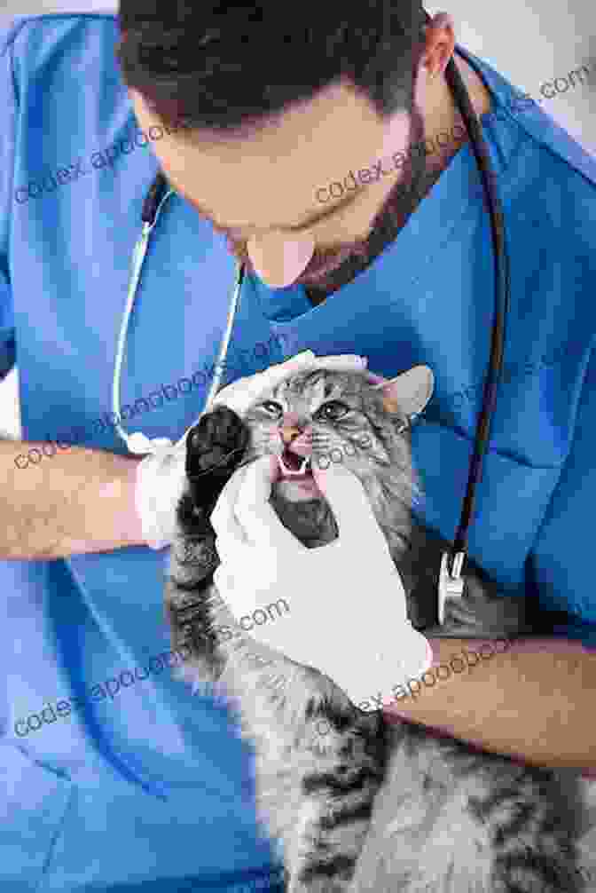 Veterinarian Examining An Abyssinian Cat During A Health Checkup Abyssinian Cat As Pet : The Best Pet Owner Manual On Abyssinian Cat Care Training Personality Grooming Feeding And Health For Beginners