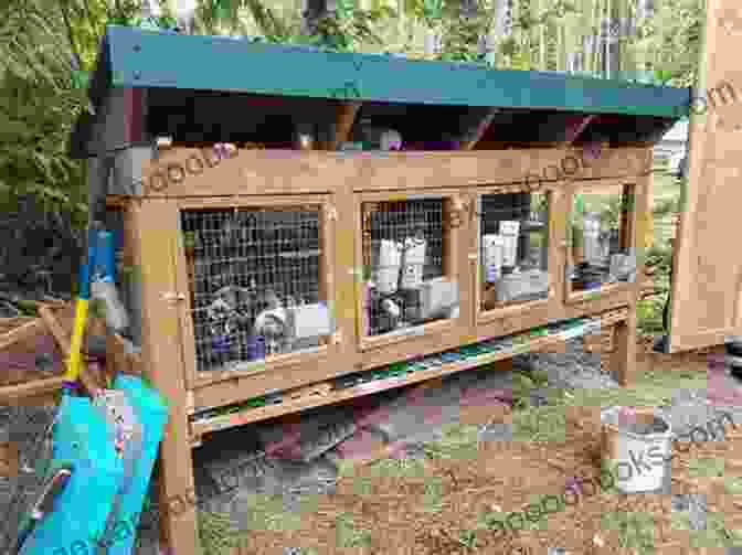 Well Equipped Rabbit Hutch For Housing Meat Rabbits RAISING MEAT RABBITS: HOUSING BREEDS NUTRITION BREEDING HEALTH